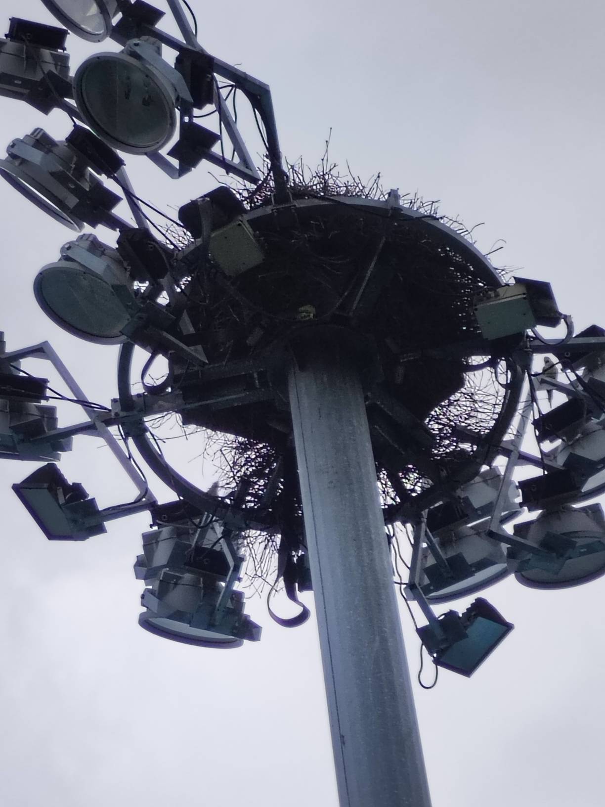 Alexandrine/red breasted parakeet