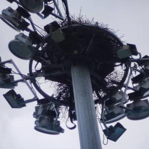 Alexandrine/red breasted parakeet