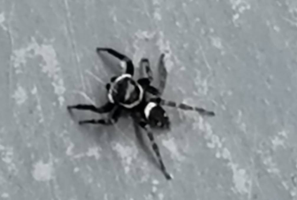 Hasarius adansoni (house jumping spider