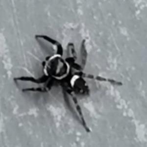 Hasarius adansoni (house jumping spider