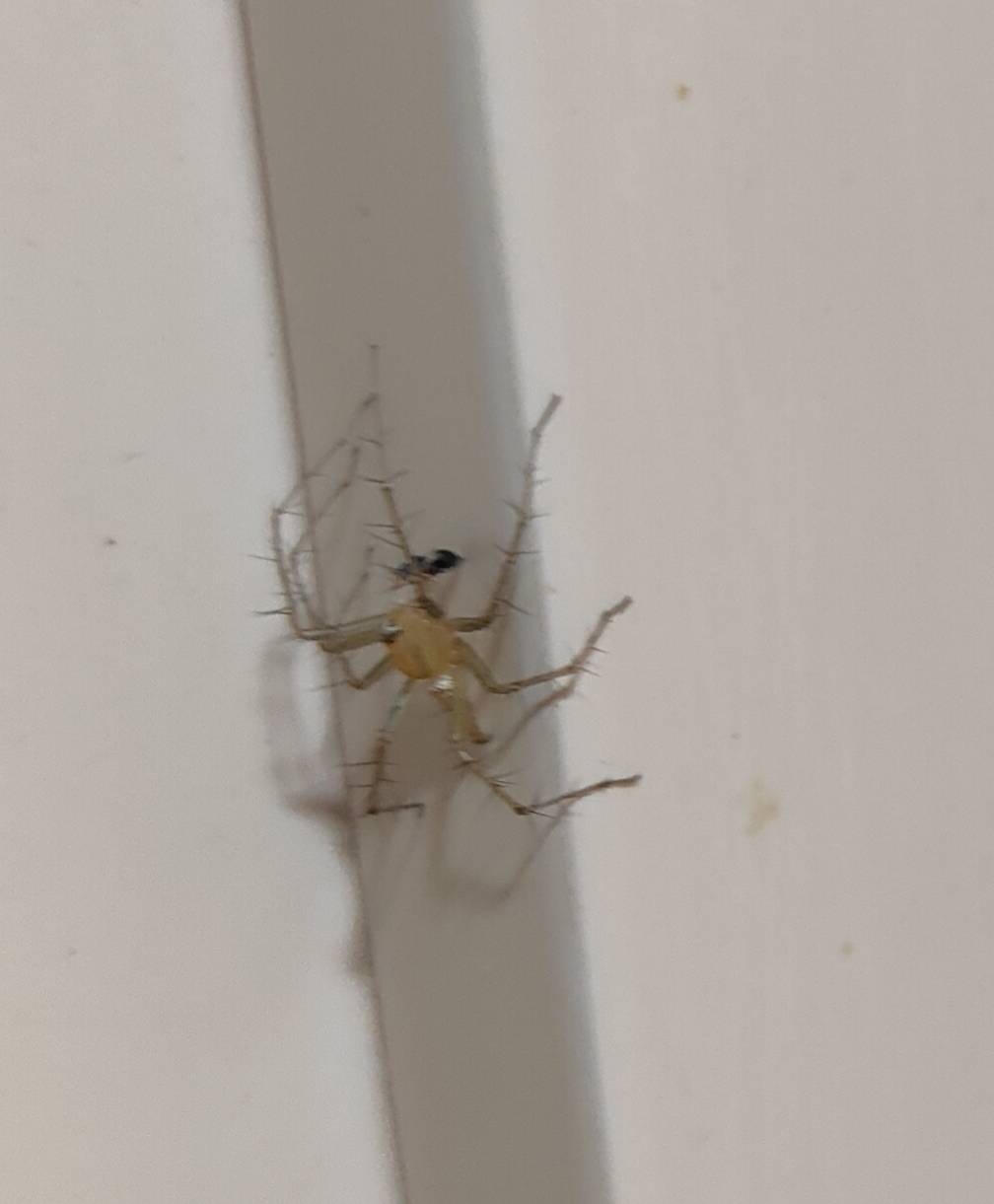 Lynx spider