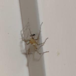 Lynx spider