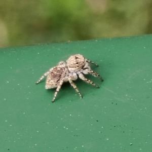 Jumping spider