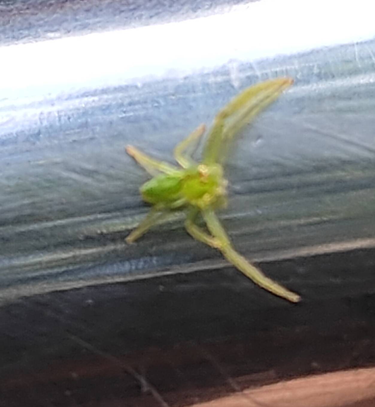 Green crab spider
