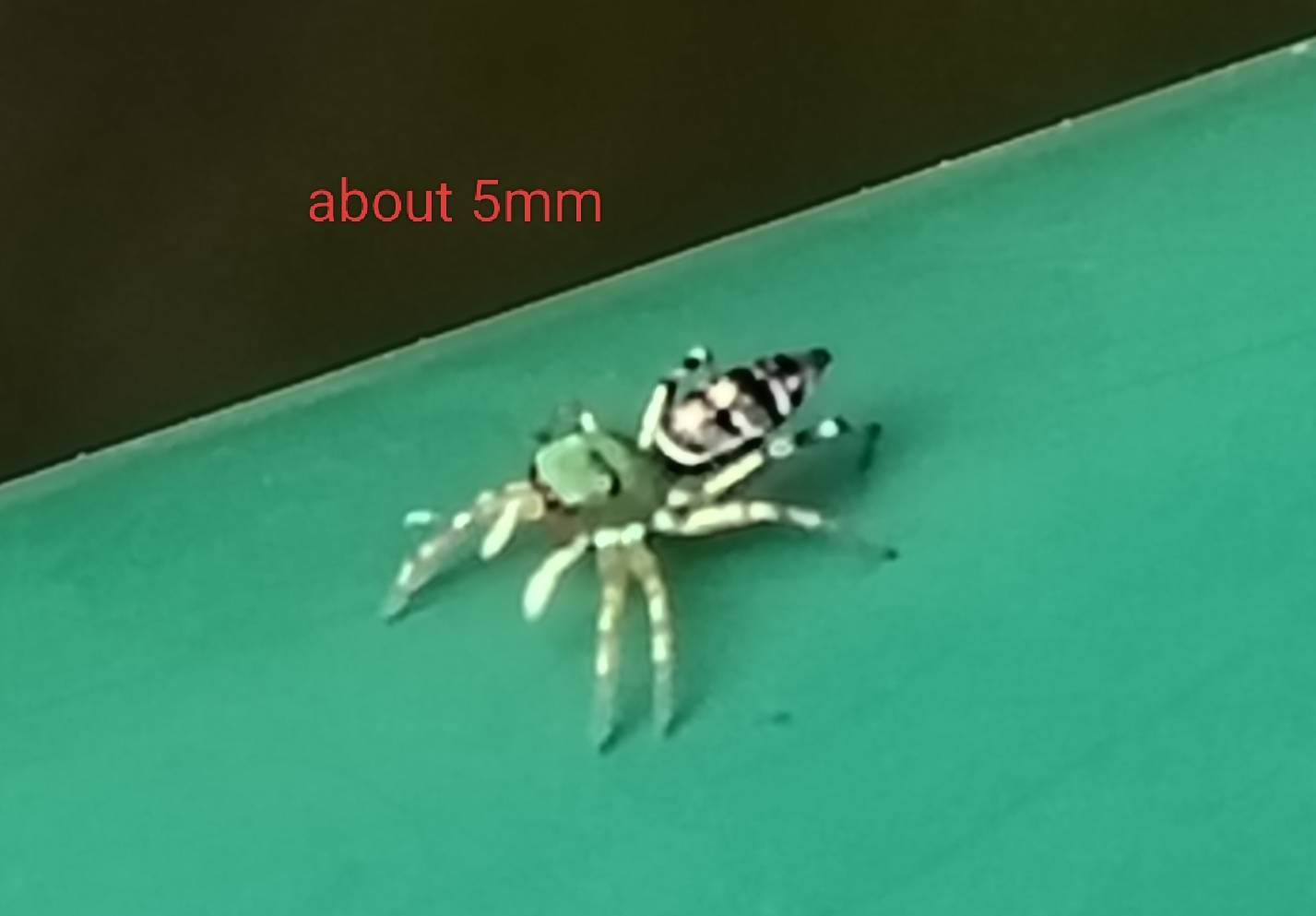 Jumping spider