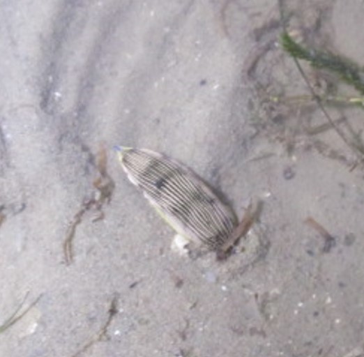Bumpy faced armina nudibranch