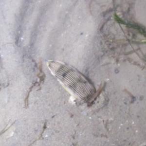 Bumpy faced armina nudibranch
