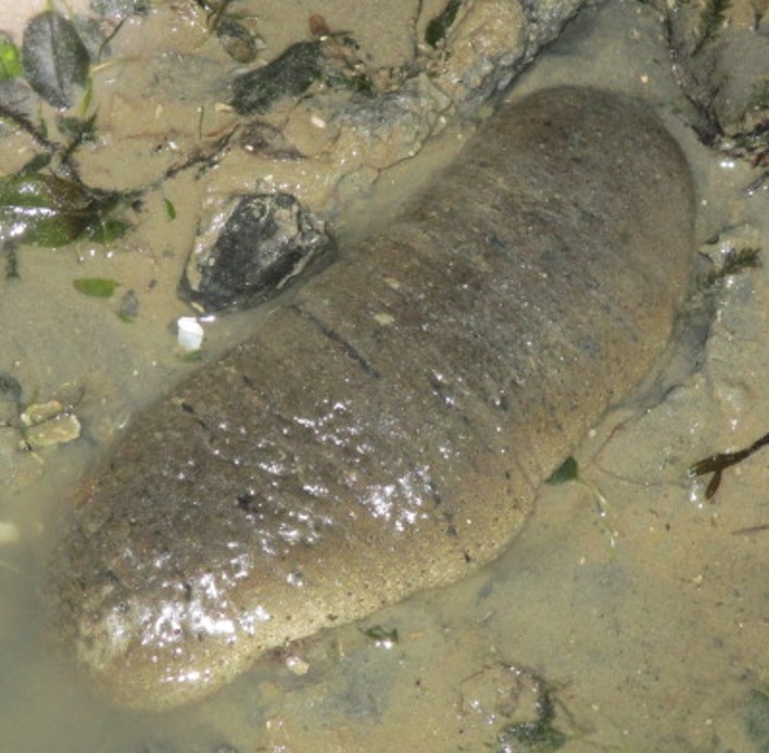 Garlic bread sea cucumber
