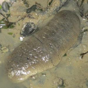 Garlic bread sea cucumber