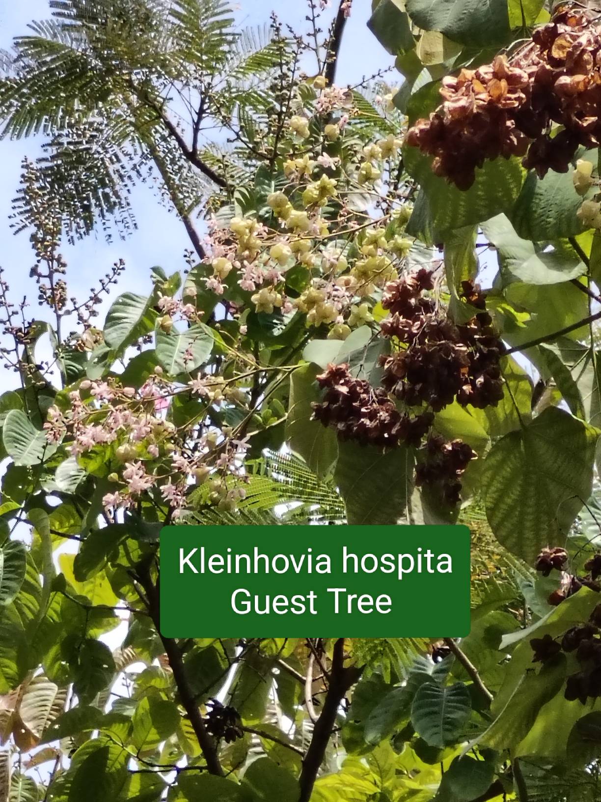 Kleinhovia hospita - guest tree