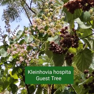 Kleinhovia hospita - guest tree