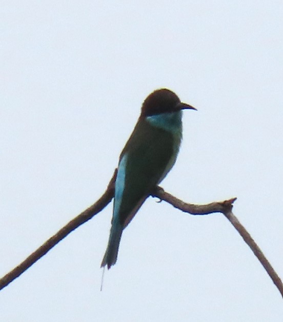 Blue-throated bee-eater