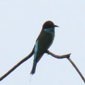 Blue-throated bee-eater