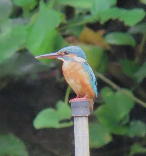 Common kingfisher