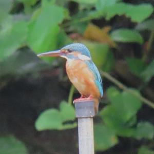 Common kingfisher
