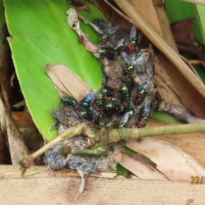 Green bottle flies