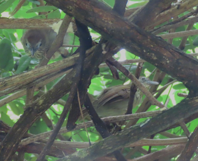 Pin-striped tit-babbler