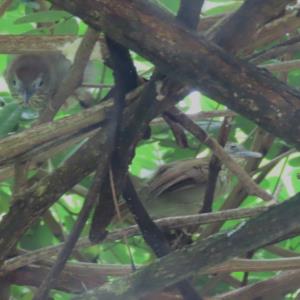 Pin-striped tit-babbler