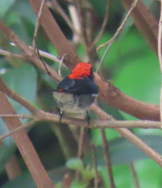 Scarlet-backed flowerpecker