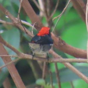 Scarlet-backed flowerpecker