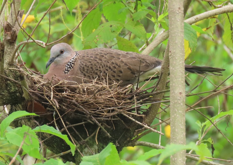 Spotted dove