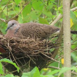 Spotted dove