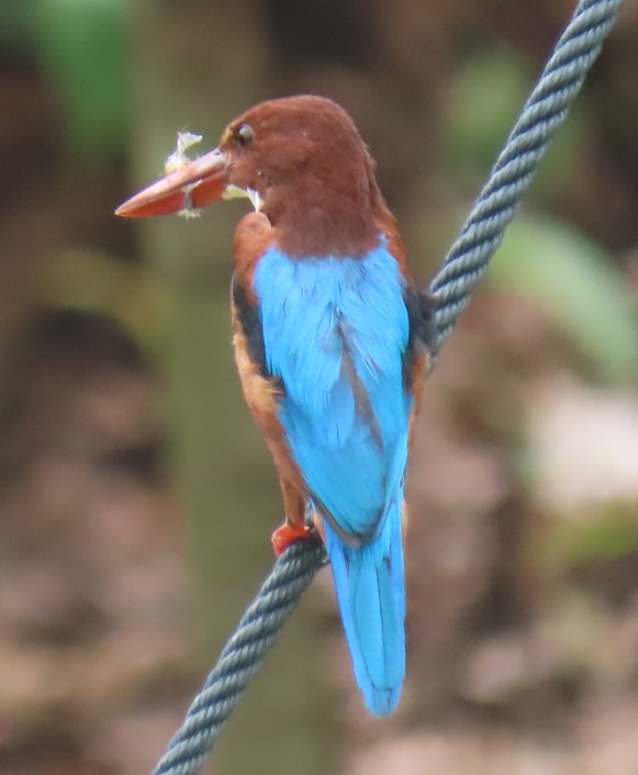 White-throated kingfisher