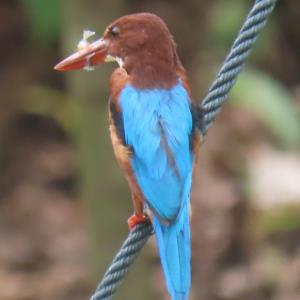 White-throated kingfisher