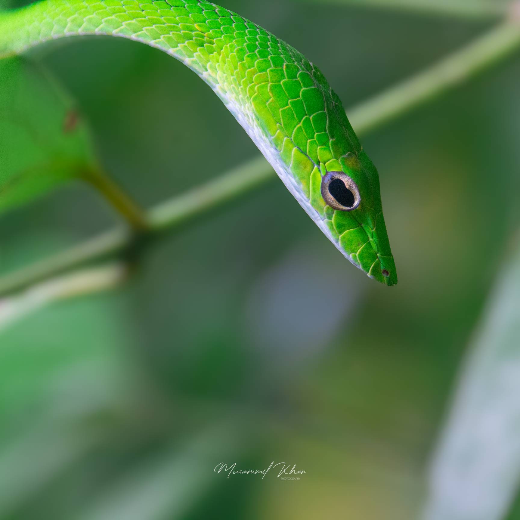 Oriental whip snake