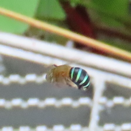 Sunda blue banded digger bee
