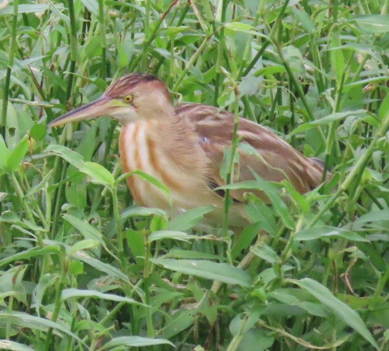 Yellow bittern