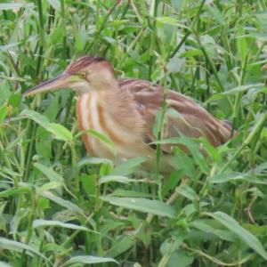 Yellow bittern