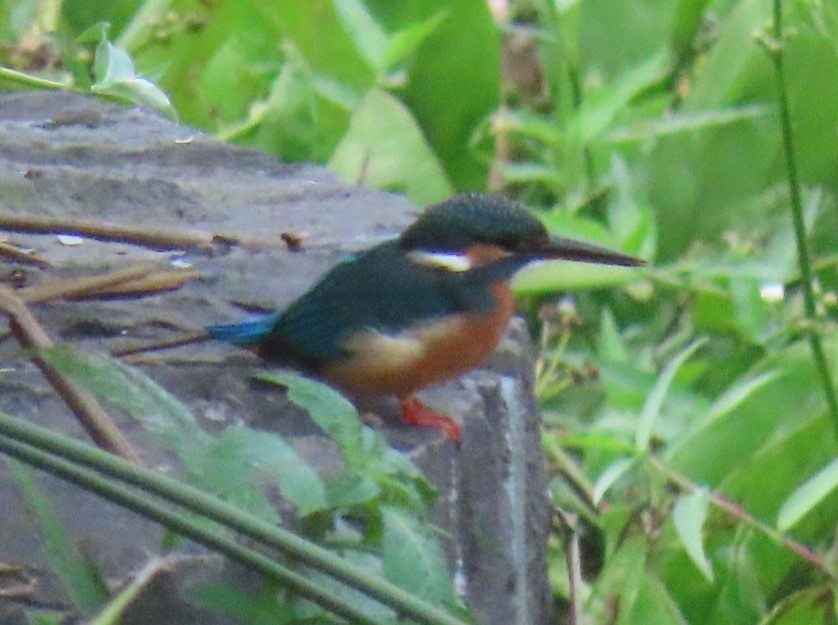 Common kingfisher