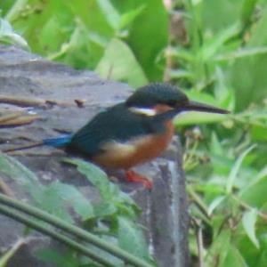 Common kingfisher