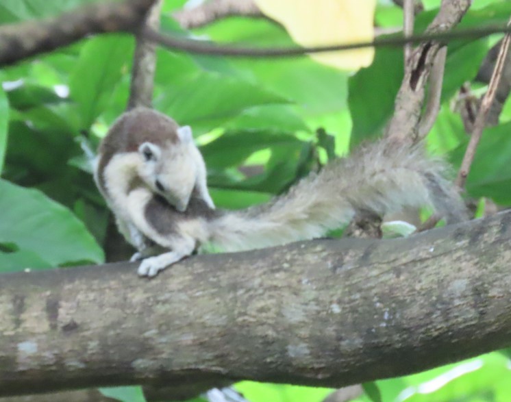 Finlayson's squirrel