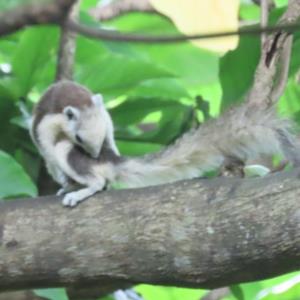 Finlayson's squirrel