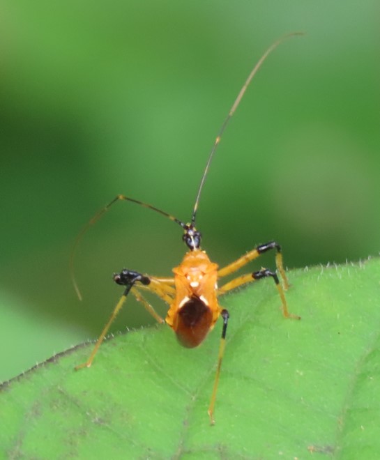 Milkweed assassin bug 