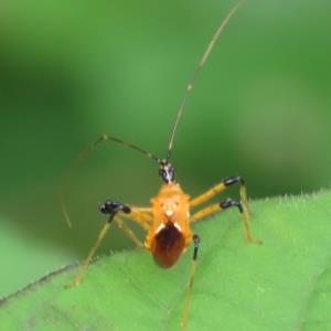 Milkweed assassin bug 