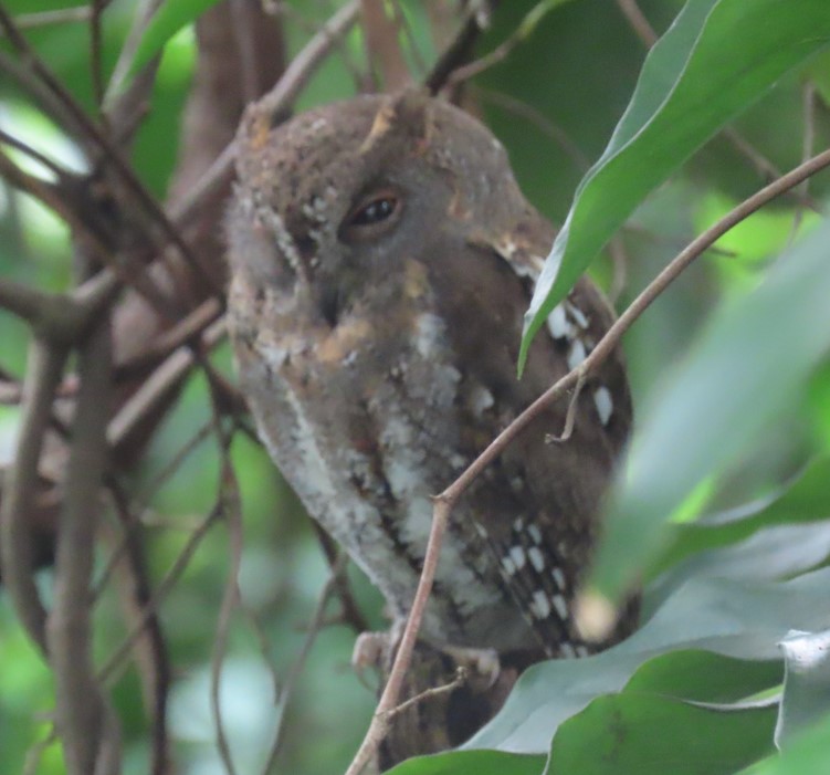 Oriental scops owl 