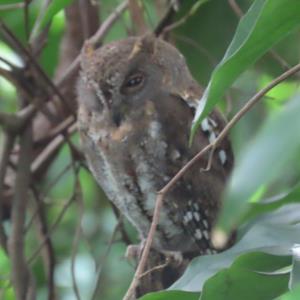 Oriental scops owl 