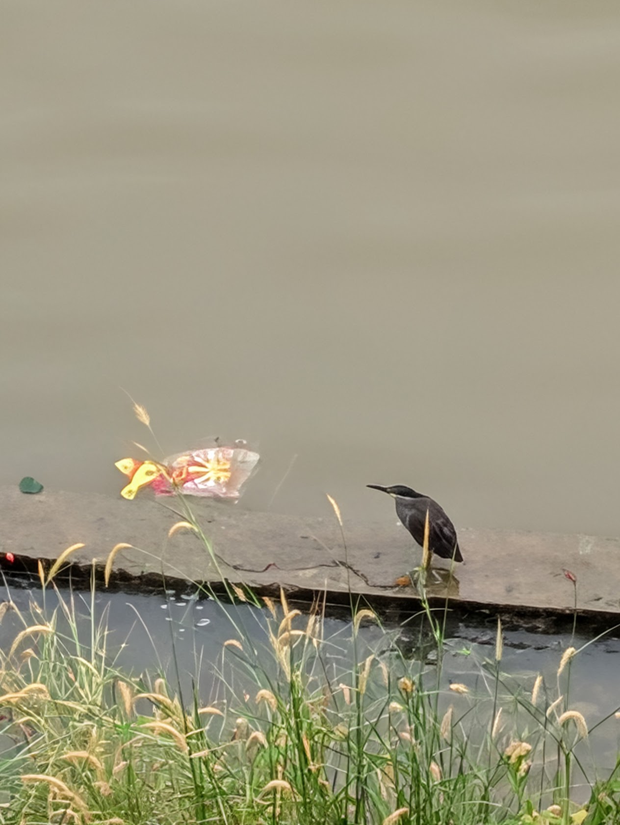 Black-crowned night heron