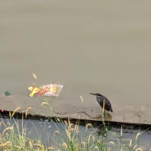 Black-crowned night heron