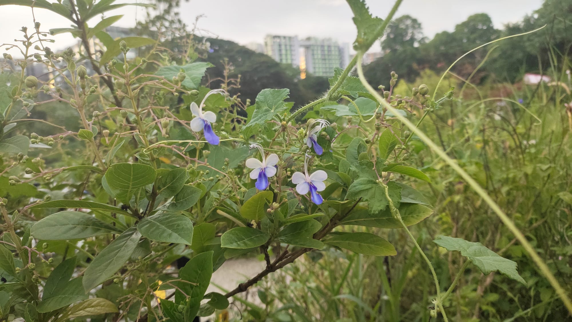 Blue butterfly flower bush