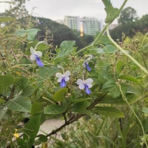 Blue butterfly flower bush