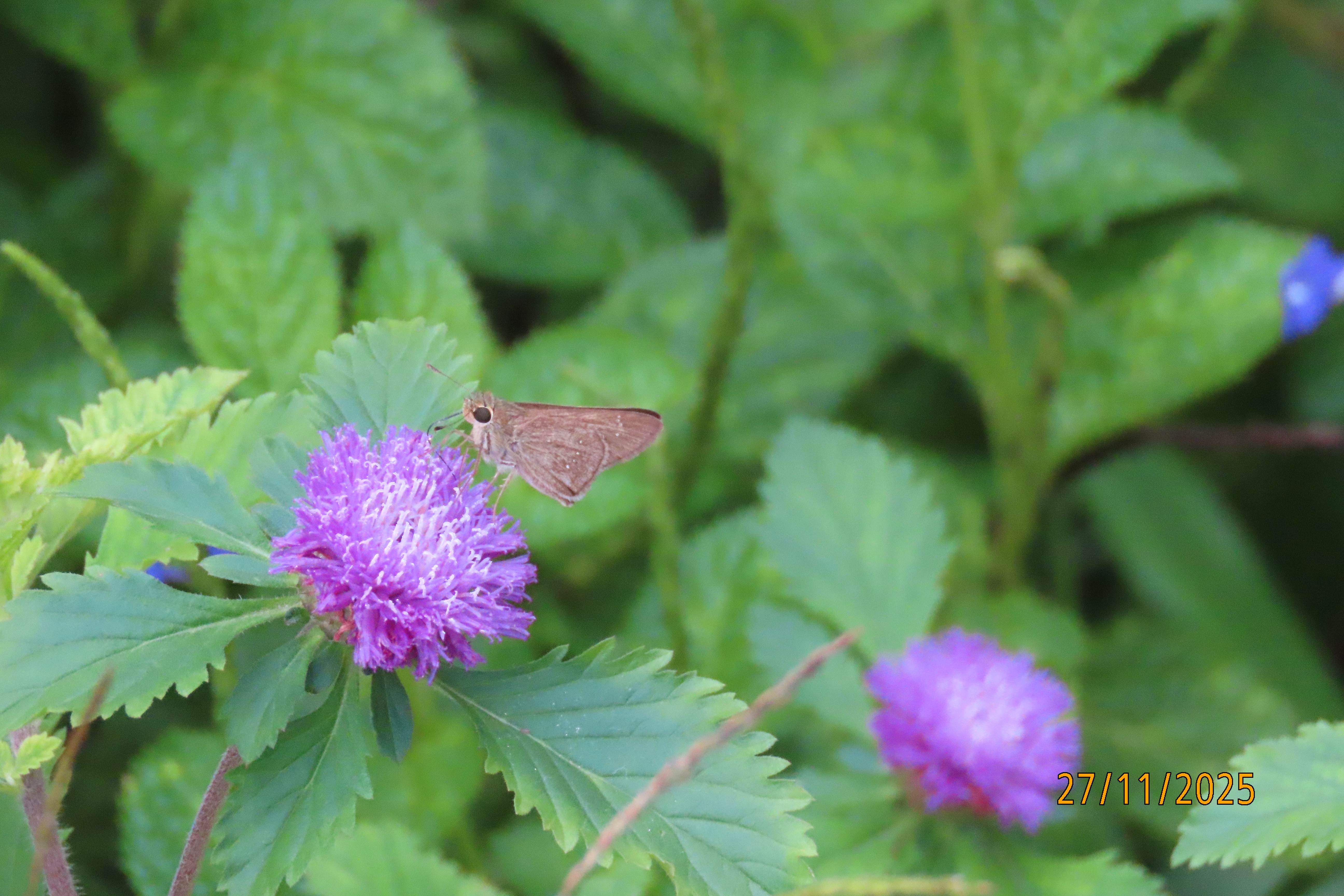 Brazilian bachelor's button