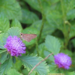 Brazilian bachelor's button