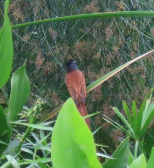 Paradise flycatcher