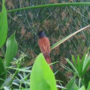 Paradise flycatcher
