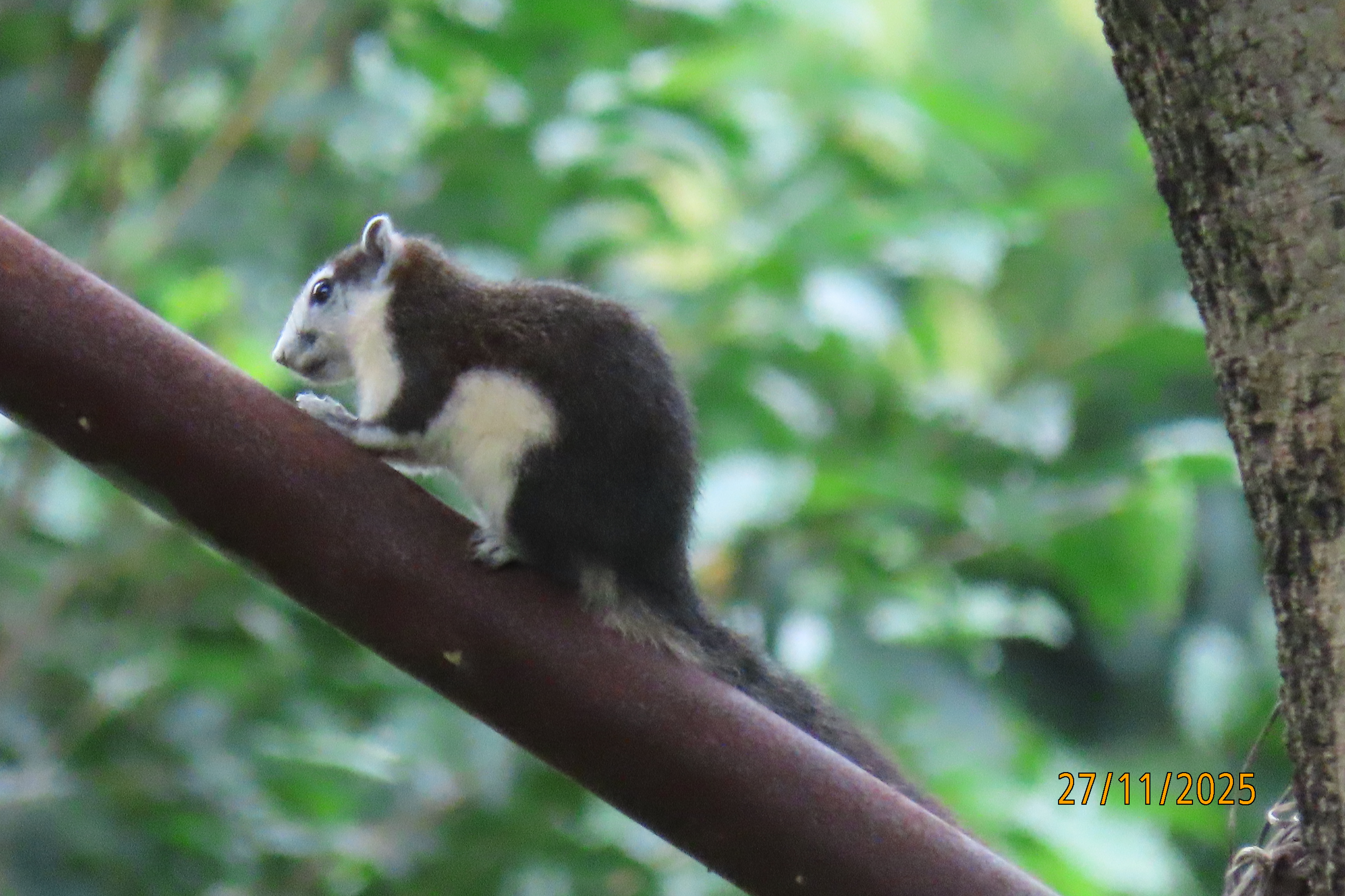 Finlayson's squirrel