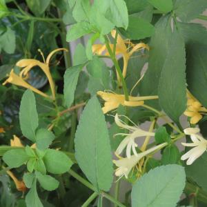 Japanese honeysuckle